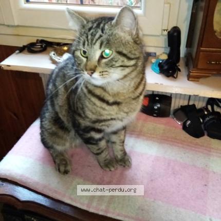 Photo 1/1 Chaton Chat lost in Gurcy le chatel