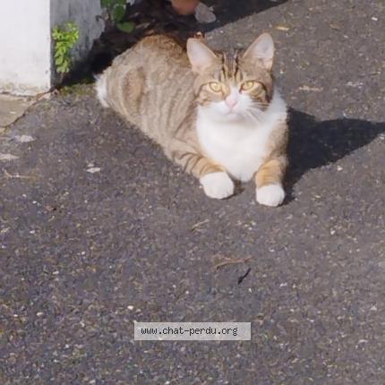 Photo 1/1 Found cat Found in Stains