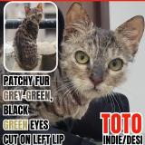 Picture of cat lost at Greater Noida