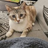 Picture of cat lost at Orange