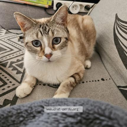 Photo 1/1 Anakin Chat lost in Orange