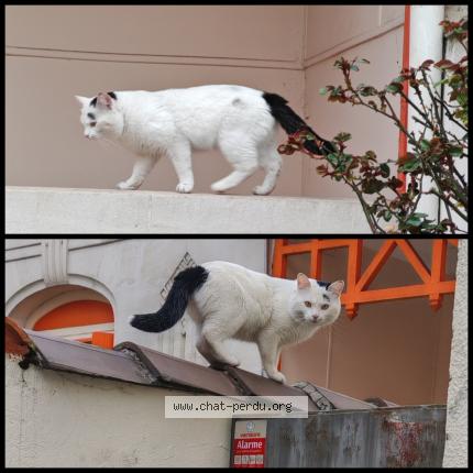 Photo 1/1 Found cat Found in Bordeaux