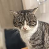 Picture of cat lost at Le Poire Sur Vie