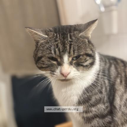 Photo 1/1 Udson Chat lost in Le poire sur vie