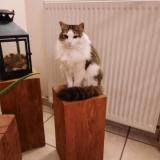 Picture of cat lost at Baudemont