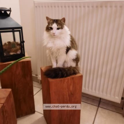 Photo 1/1 Isabelle Augay Chat lost in Baudemont