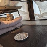 Picture of cat found at Gatineau