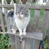 Picture of cat found at Fauillet