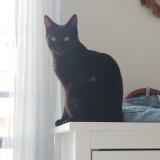 Picture of cat lost at Marseille