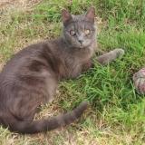 Picture of cat lost at Pipriac