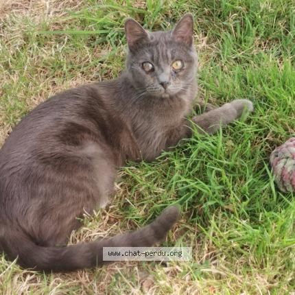 Photo 1/1 Kiki Chat lost in Pipriac