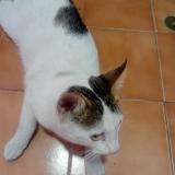 Picture of cat found at Lima