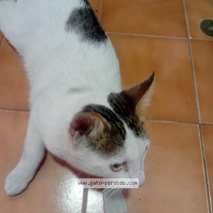 Photo 1/1 Found cat Found in Lima