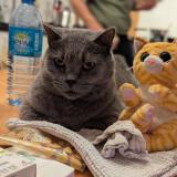 Picture of cat lost at Le Cres