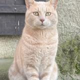 Picture of cat lost at La Riviere