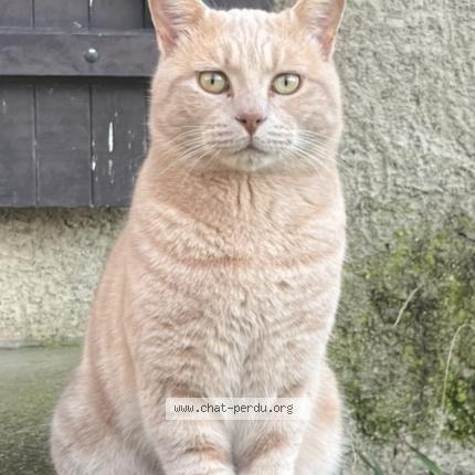 Photo 1/1 Diabolo Chat lost in La riviere