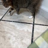 Picture of cat lost at Palm Coast