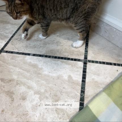 Photo 1/1 Meow Meow Chat lost in Palm coast