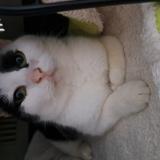 Picture of cat found at Dreffeac