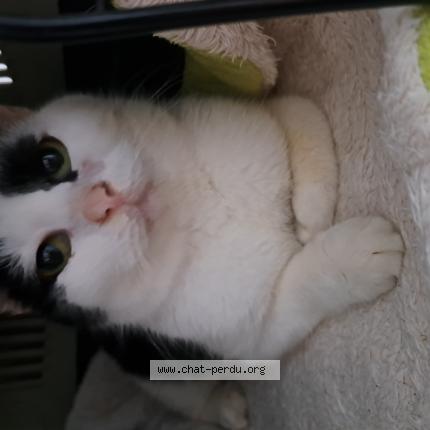 Photo 1/1 Found cat Found in Dreffeac