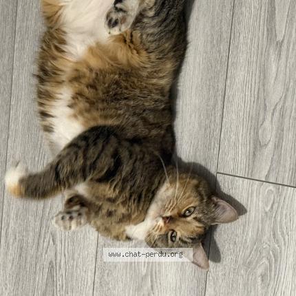 Photo 1/1 Mina Chat lost in Sevran