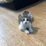 Picture of cat lost at Chalons En Champagne