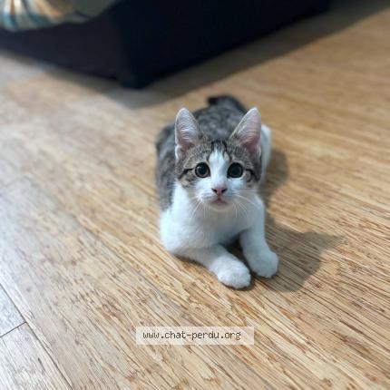 Photo 1/1 Meerus Chat lost in Chalons en champagne