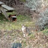 Picture of cat found at Roubaix 59100