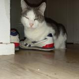 Picture of cat lost at Paimboeuf