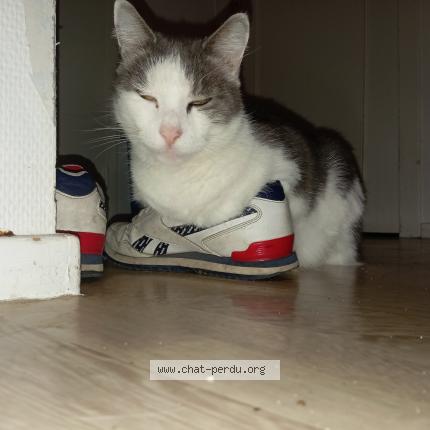 Photo 1/1 noki Chat lost in Paimboeuf