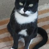 Picture of cat lost at Cabanillas Del Bernesga