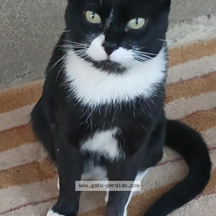 Photo 1/1 Simba Chat lost in Cabanillas del bernesga