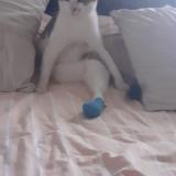 Picture of cat lost at Colomiers