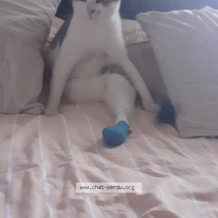 Photo 1/1 Miaous Chat lost in Colomiers