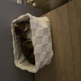 Picture of cat lost at Boisme