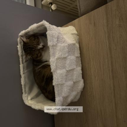 Photo 1/3 Stitch Chat lost in Boisme