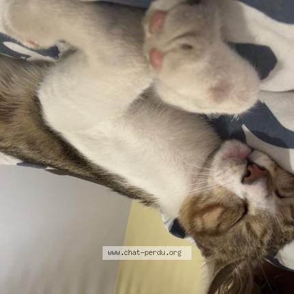 Photo 3/3 Stitch Chat lost in Boisme