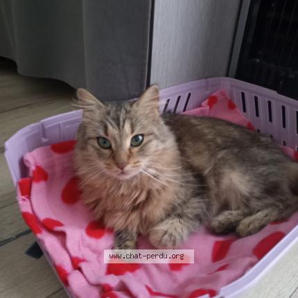 Photo 1/1 Found cat Found in Angers