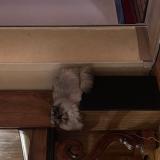 Picture of cat lost at Claret