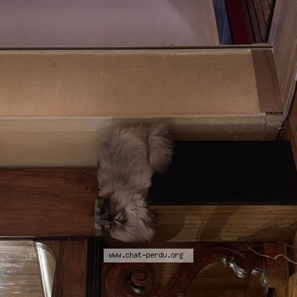 Photo 1/1 Marie Frimousse Chat lost in Claret