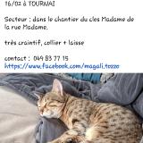 Picture of cat lost at Tournai