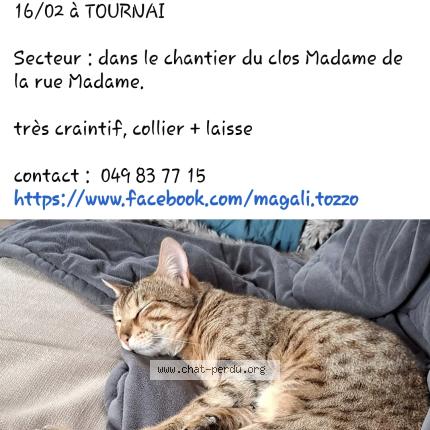 Photo 1/1 Dili Chat lost in Tournai