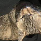 Picture of cat lost at Fontaine La Gaillarde