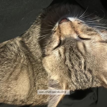 Photo 1/1 sans nom Chat lost in Fontaine la gaillarde