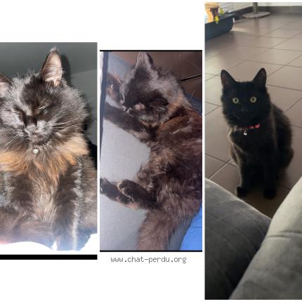 Photo 1/1 Cookie Chat lost in Merignac