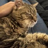 Picture of cat lost at Perigny