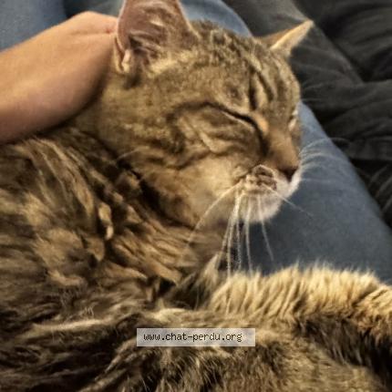 Photo 1/1 Chanel Chat lost in Perigny