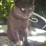 Picture of cat lost at Castres