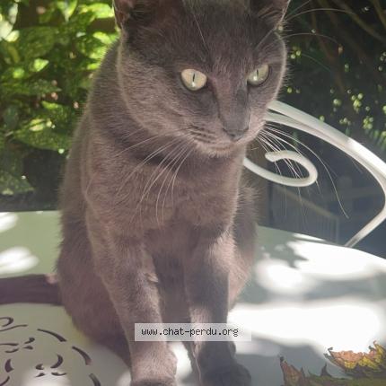 Photo 1/1 Griselou Chat lost in Castres