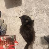 Picture of cat lost at Fleurance